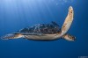 Gaby_Barathieu_tortue_couverture_vol_bonjour.jpg
