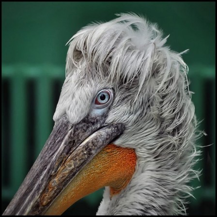 Gennady Blohin cheveux gris.jpg