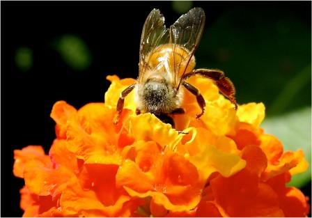 Gennaro_Esposito_abeille_a_table.jpg