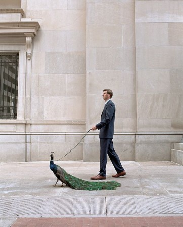 Geof_Kern_bonjour_paon_animal_domestique_luxe.jpg