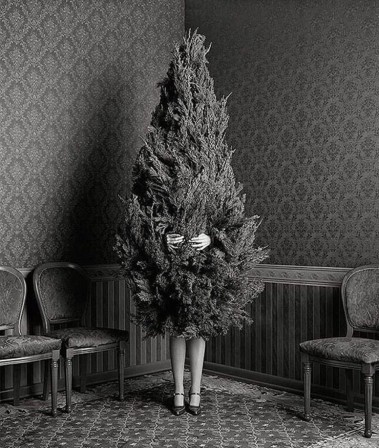 Geof Kern sapin de Noel.jpg