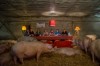 Gert_van_den_Bosch_cochon_casting.jpg