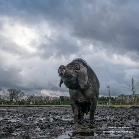 Gert_van_den_Bosch_cochon_chic_il_va_pleuvoir_pluie_boue.jpg