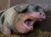 Gert_van_den_Bosch_cochon_cri_colere.jpg