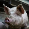 Gert_van_den_Bosch_cochon_seducteur.jpg
