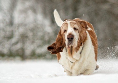 Gert_van_den_Bosch_gros_chien_neige_fatigue.jpg