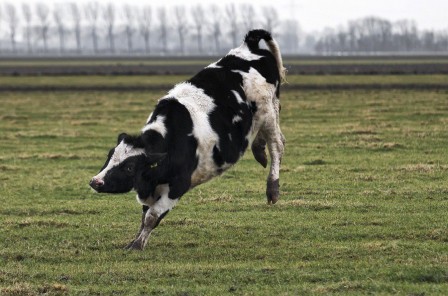 Gert_van_den_Bosch_vache_danse.jpg