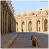 Ghassan_A_Malik_chien_bagdad.jpg