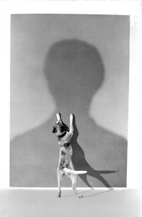 Gilbert_Garcin_chien_ombre_profil.jpg