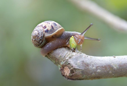 Giovanni_Maw_escargot_couverture_bourgeon_printemps.jpg