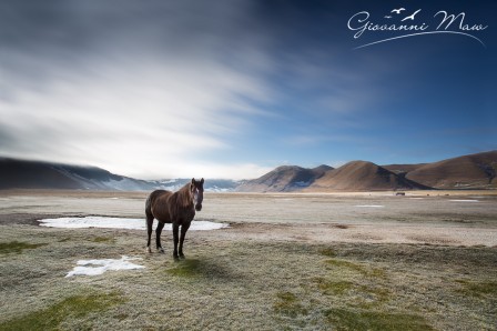 Giovanni_Maw_le_moon-walk_chez_le_cheval.jpg