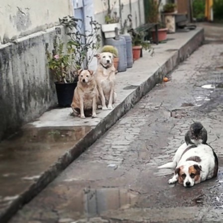 Giuseppe_Buongiorno_chien_honte_du_quartier.jpg