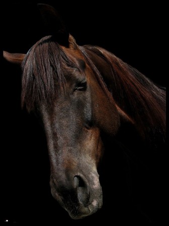 Goran_Kalanj_Fotografije_cheval_pensif.jpg