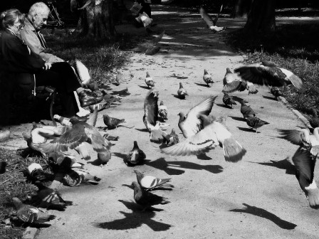 Goran_Varsamopulos_pigeons.jpg