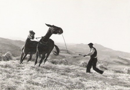 Gotthard_Schuh_cheval_bonjour.jpg