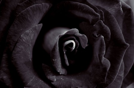 Gra_yna_Kowalewska_fleur_noire.jpg