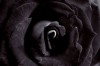 Gra_yna_Kowalewska_fleur_noire.jpg
