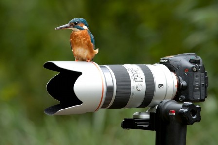 Gustav_Kiburg_la_photographie_animaliere.jpg