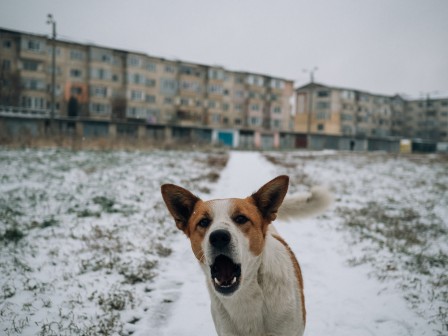 Hajdu Tamás chien prise de parole.jpg