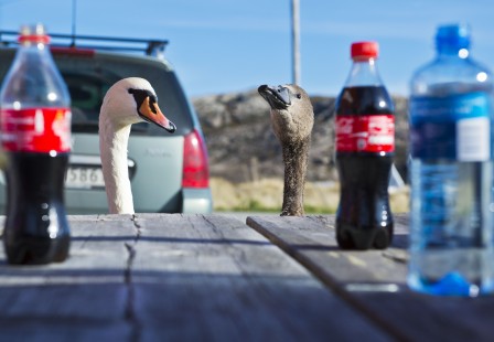 Hans_H._Bjorstad_coca.jpg