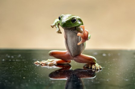 Harry_grenouille_ninja_france_karate_combat_french_fighter.jpg