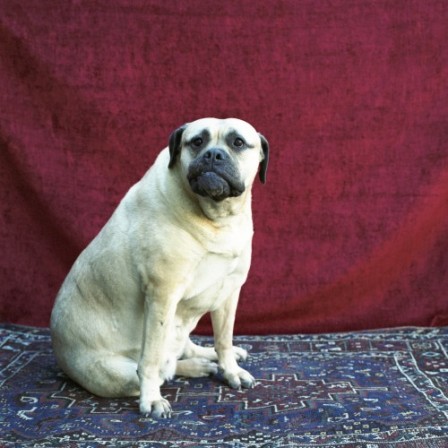 Hellen_van_Meene_chien_bonjour_2.jpg