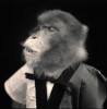 Hiroshi_Watanabe_singe_je_sais_tout_discours_politique.jpg