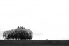 Hub_Gans_les_mille_vaches.jpg