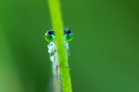 Hubert_Kosmowski_cache_cache_yeux_insecte.jpg