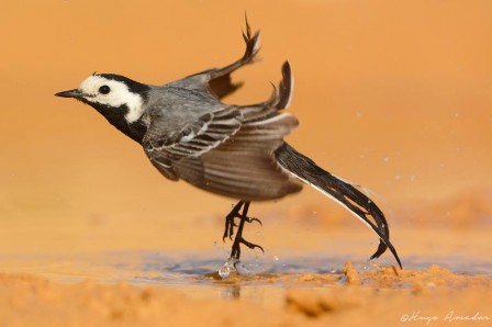 Hugo_Amador_oiseau_danse.jpg