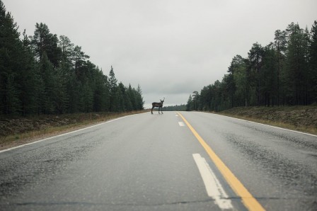 Iban_Ramon_Rodriguez_cervide_route.jpg