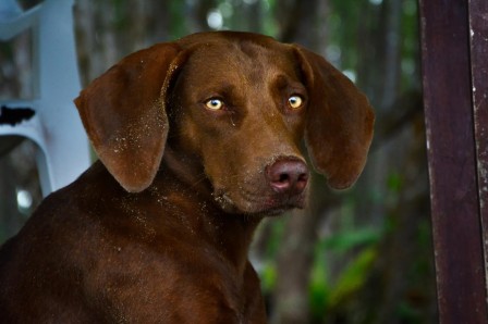 Ido_Weisman_chien_d_automne.jpg