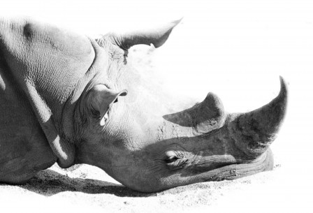 Irene_Amiet_rhinoceros_comme_un_coup_de_barre.jpg