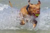 Israel_Koper_chien_balle_mission.jpg