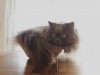 Ivan_Kap_corbeille_de_chat.jpg