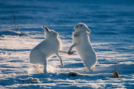 Ivan Kislov Hares fighting Chukotka Russia lapin bonjour ma cousine bonjour mon cousin germain.jpg