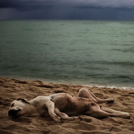 Jacek_Falmur_chien_plage.jpg