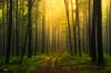 Janek_Sedla__chemin_du_matin.jpg