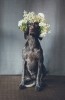Jappalin_Manning_chien_couronne_de_fleurs_anniversaire.jpg