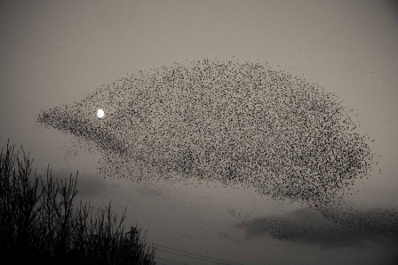 Jarlath Flynn les oiseaux la lune et le hérisson.jpg