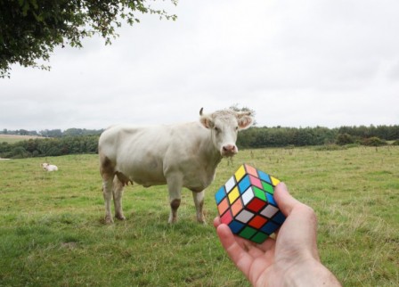 Jean-Baptiste_Courtier_vache_rubik_s_cube.jpg