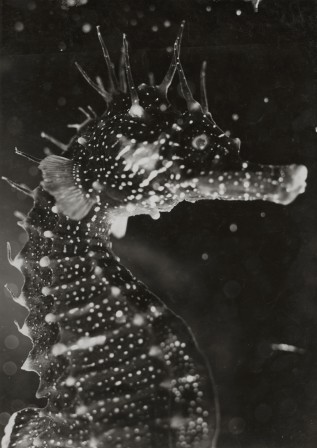 Jean Painlevé Seahorse hippocampe 1933 bonjour.jpg