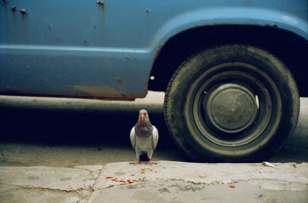 Jeff Mermelstein pigeon colombe.jpg