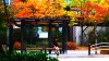 Jeong Chan-ick bus d'automne.jpg