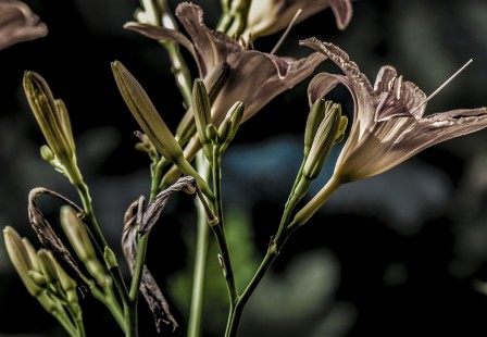 Jerald Blackstock vieilles fleurs.jpg