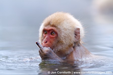 Jon_Cornforth_Japanese_Macaque_fuck.jpg