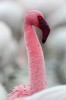 Jonathan_Lhoir_flamand_rose.jpg