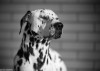 Jorge_Sarmento_chien_reflexion.jpg