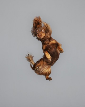 Julia_Christe__chien_souple_saut.jpg