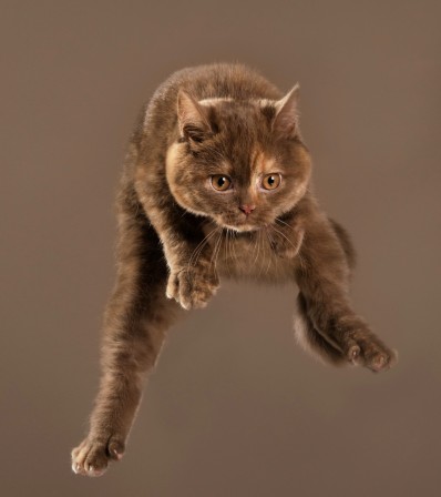 Julia Christe chat saut.jpg